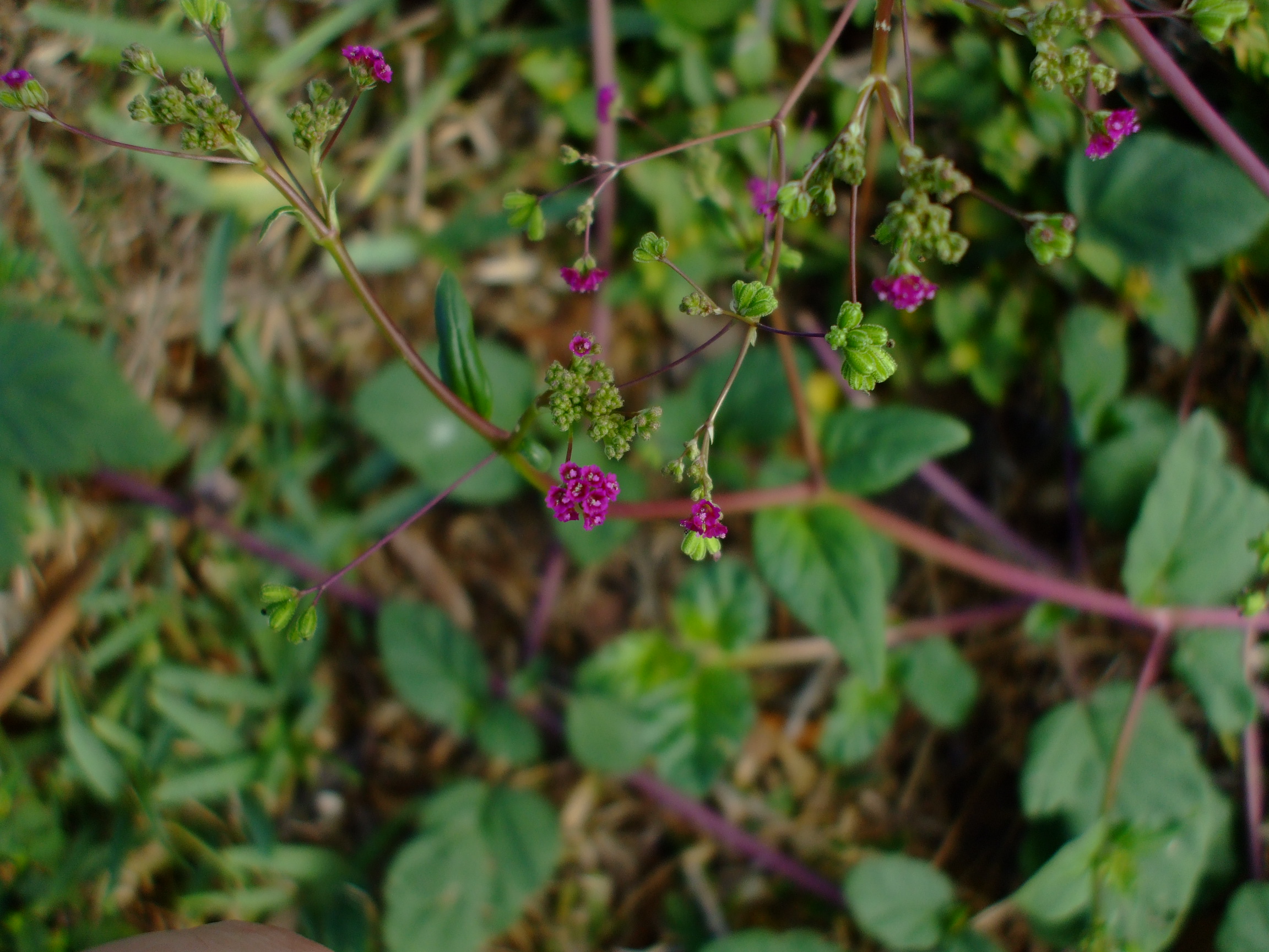 Boerhavia coccinea
